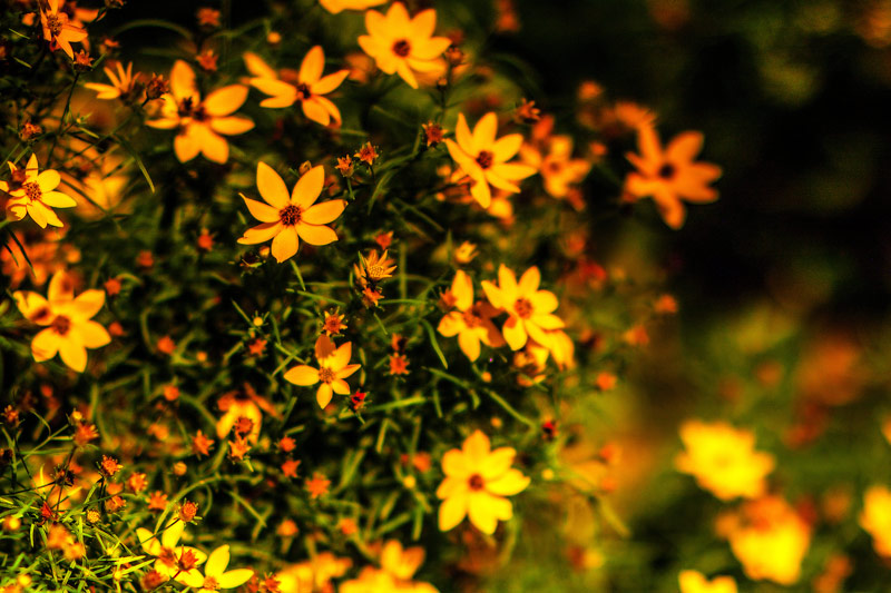 Charleston - Blogs, Life, Work and Home With Sean Rose