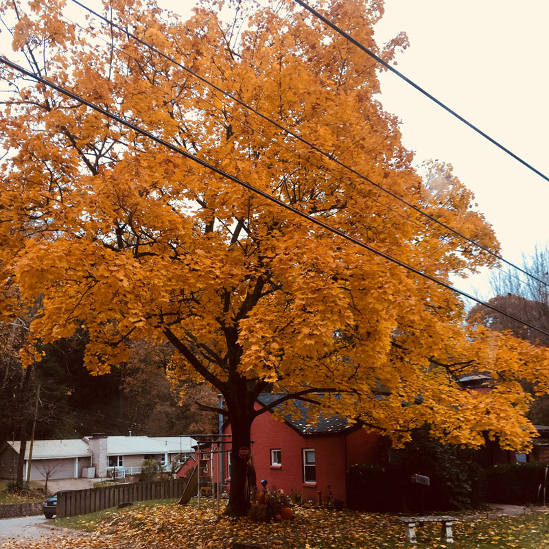 Charleston - Blogs, Life, Work and Home With Sean Rose