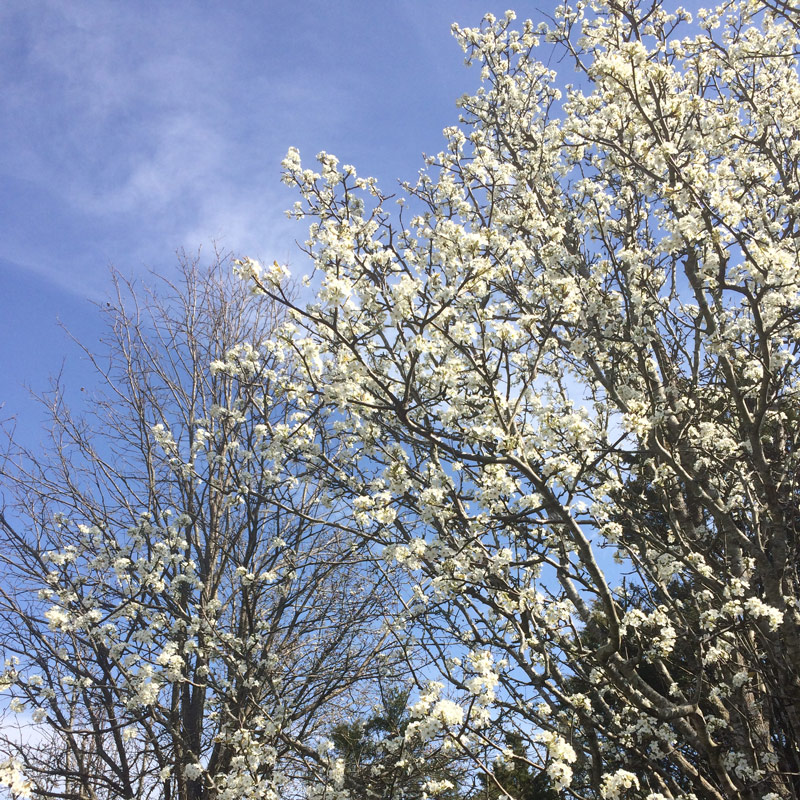 Charlotte - Blogs, Life, Work and Home With Sean Rose