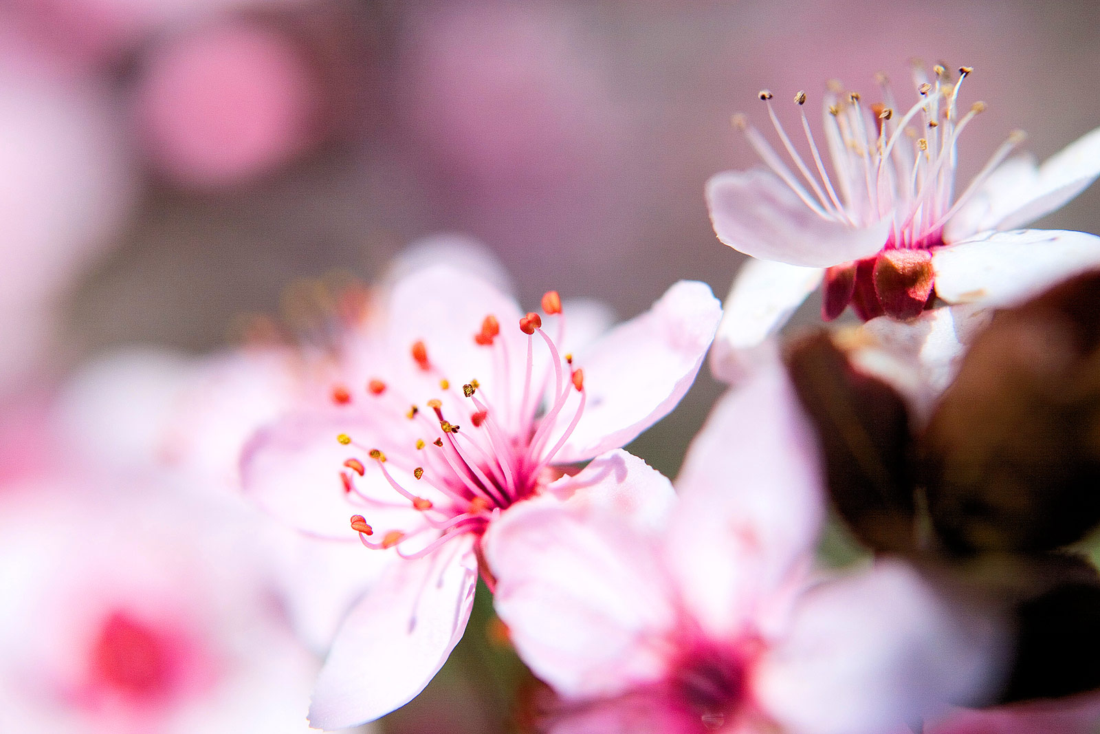 Flowers Photography By Sean Rose