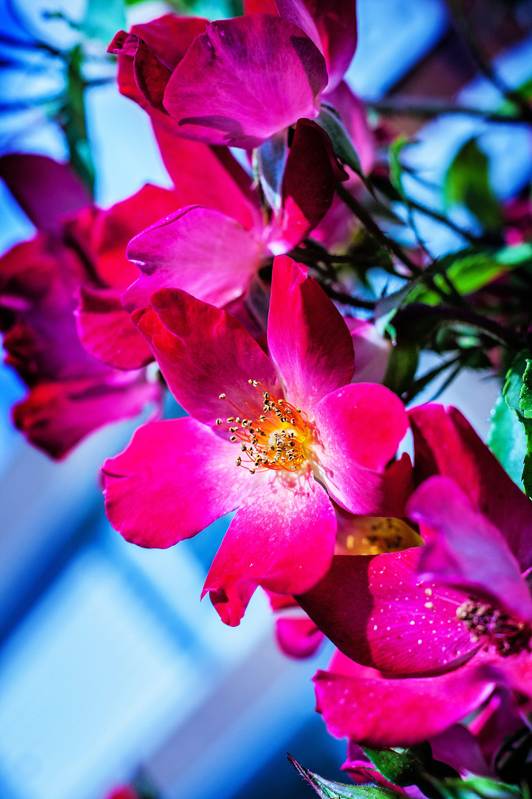 Flowers Photography | SeanRose.com