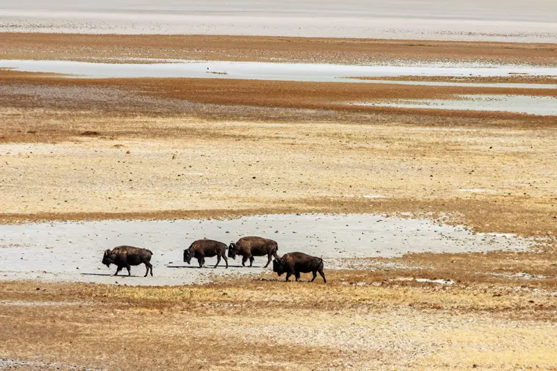 Salt Lake City Antelope Island Great Salt Lake UT