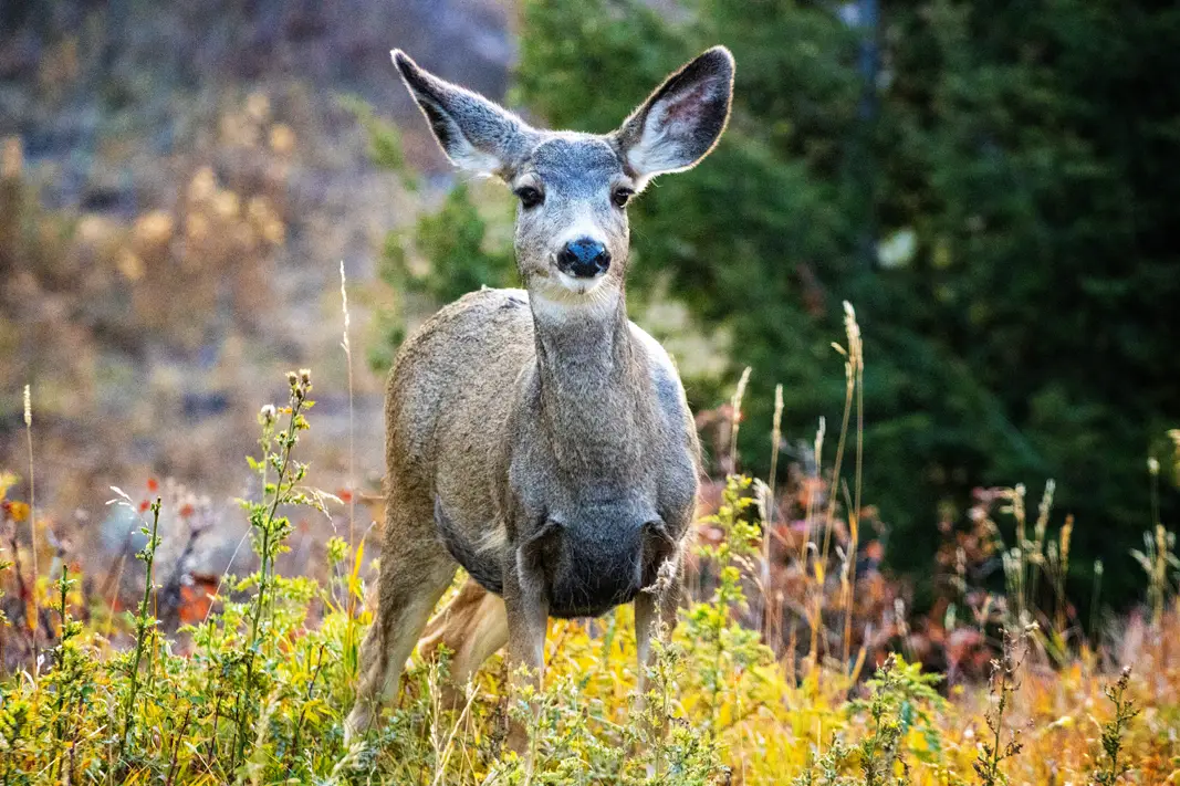 The Grand Tour: Idaho, Montana and Wyoming