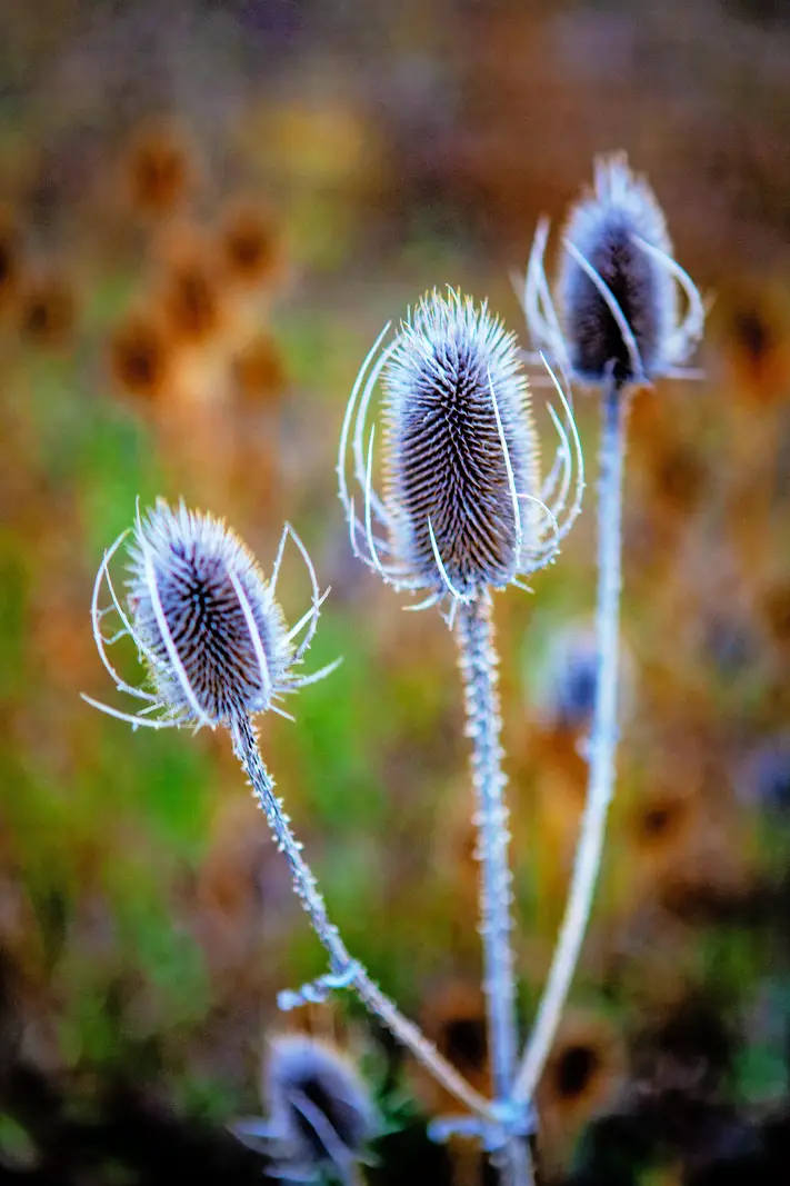 The Grand Tour: Idaho, Montana and Wyoming