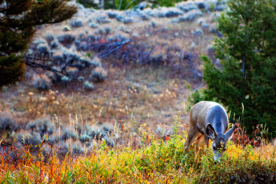 The Grand Tour: Idaho, Montana and Wyoming