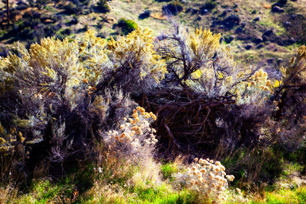 The Grand Tour: Idaho, Montana and Wyoming