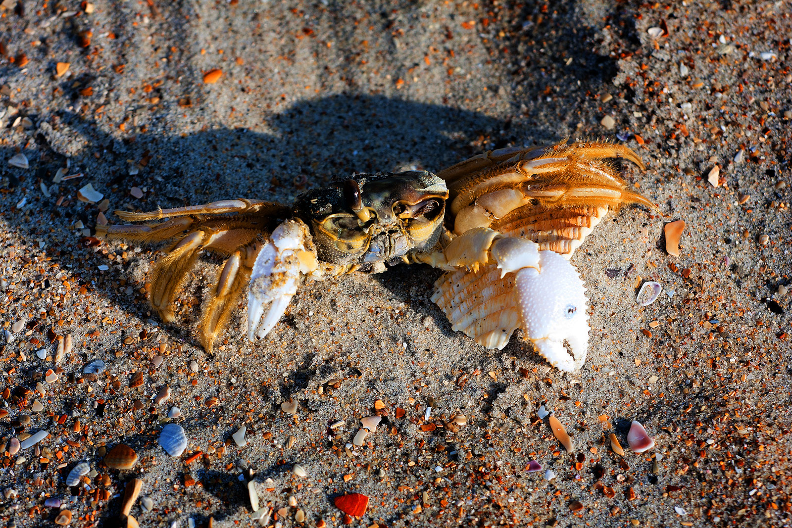 The Outer Banks OBX Photography | SeanRose.com