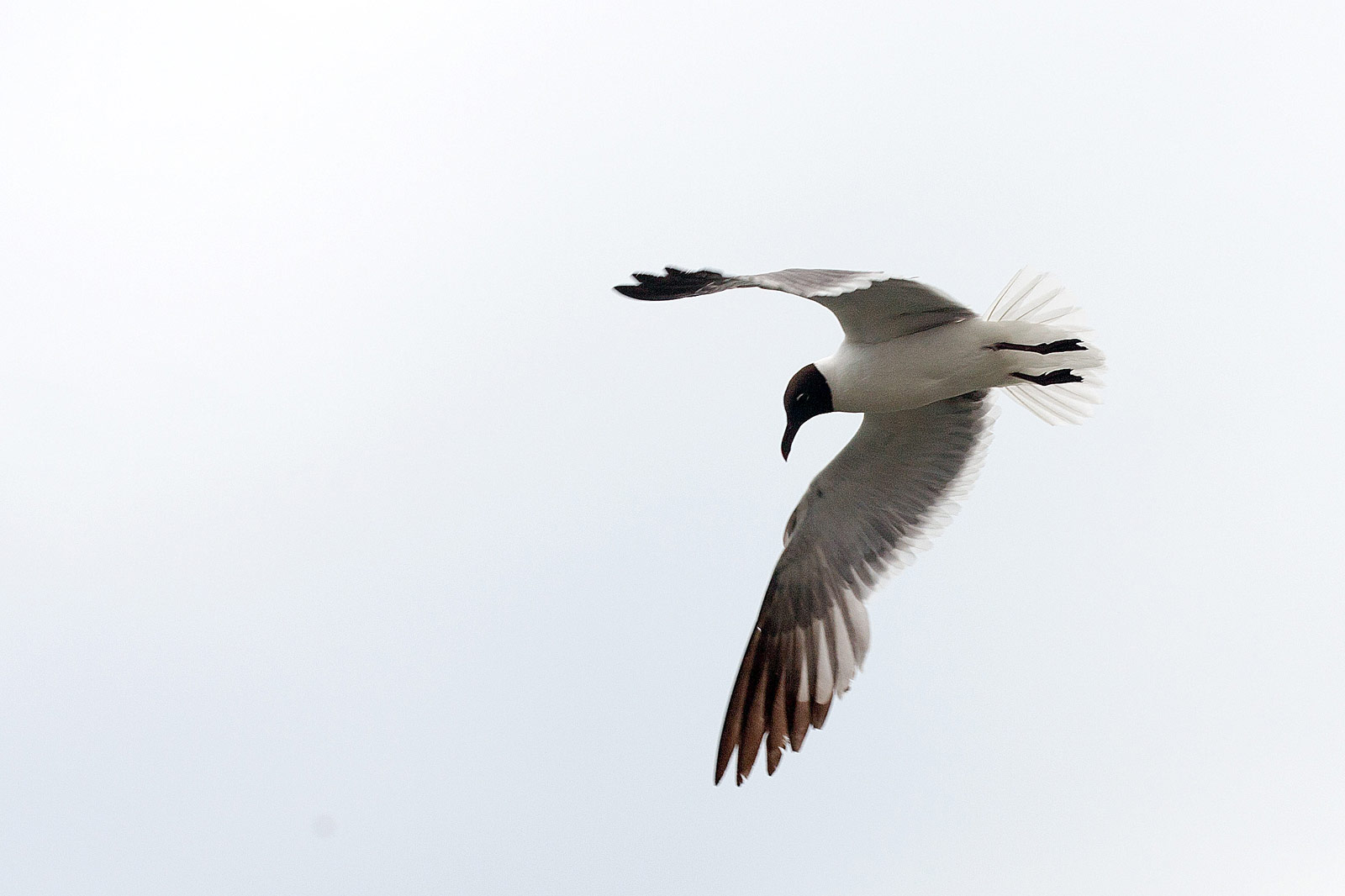 The Outer Banks OBX Photography | SeanRose.com