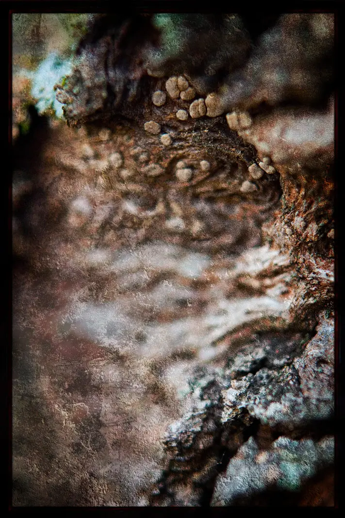 Reimagined Photography | SeanRose.com