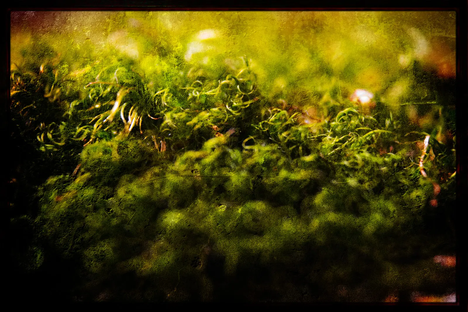 Reimagined Photography | SeanRose.com